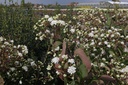 HEMICONI_20140919161012_xlarge.jpeg