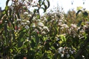 HEMICONI_20120916113907_xlarge.jpeg