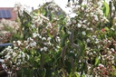 HEMICONI_20120915112000_xlarge.jpeg