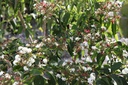 HEMICONI_20120915112009_xlarge.jpeg