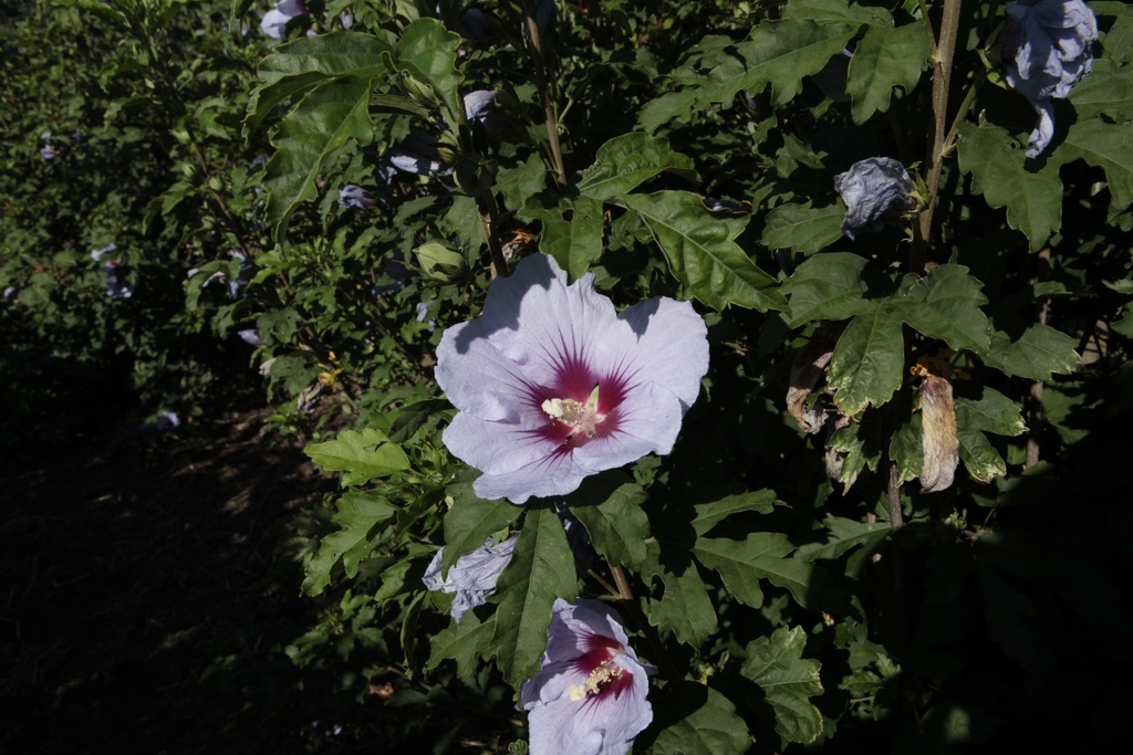 HISCIELO_20130802102614_xlarge.jpeg