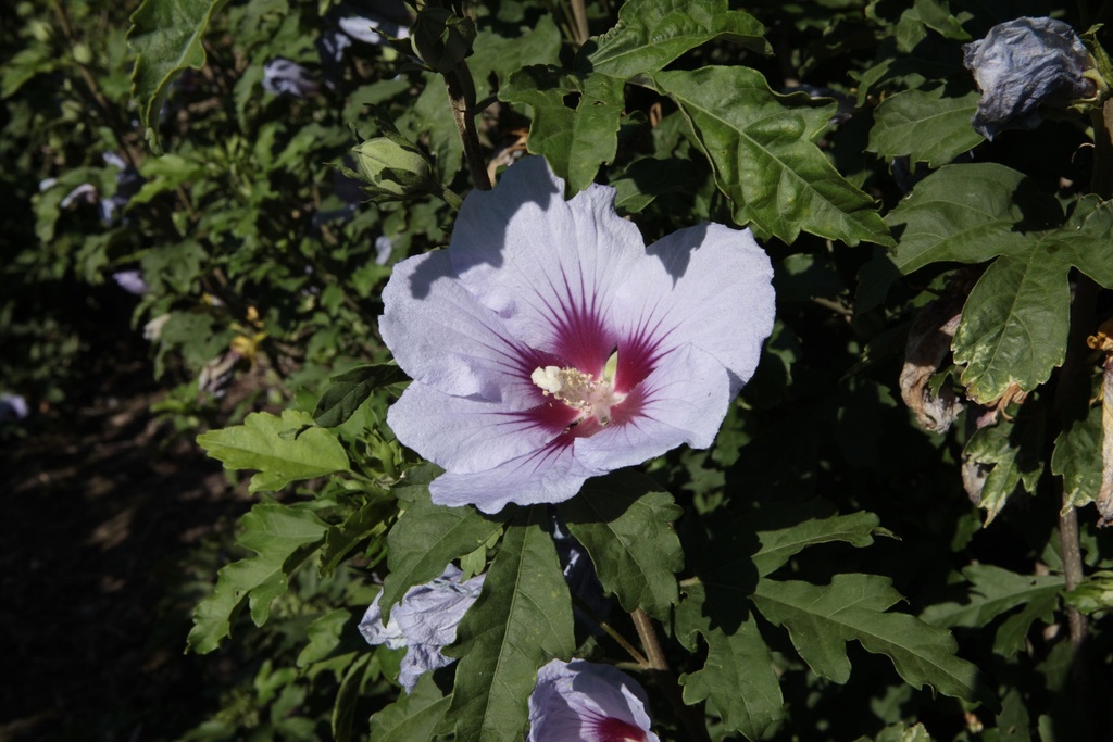 HISCIELO_20130802102609_xlarge.jpeg
