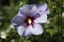 HISMARIN_20100819152515_xlarge.jpeg