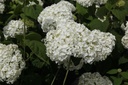 HYASANNA_20160629105104_xlarge.jpeg