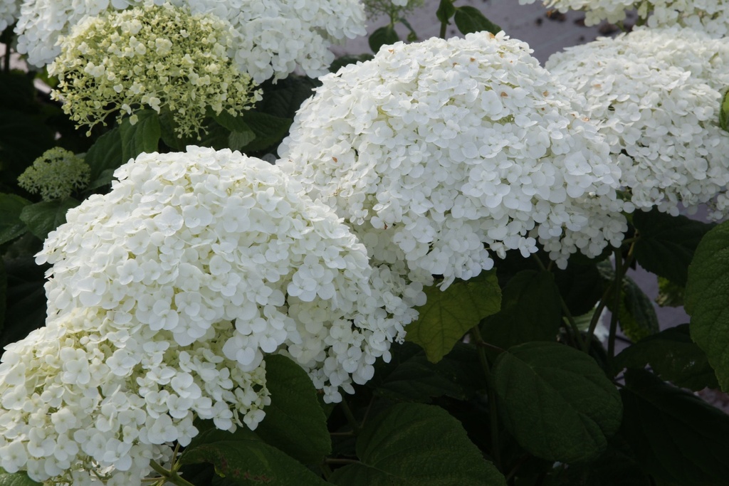 HYASANNA_20130718090154_xlarge.jpeg