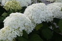HYASANNA_20130718090154_xlarge.jpeg
