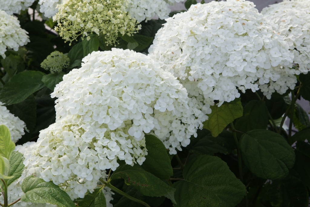 HYASANNA_20130718090147_xlarge.jpeg