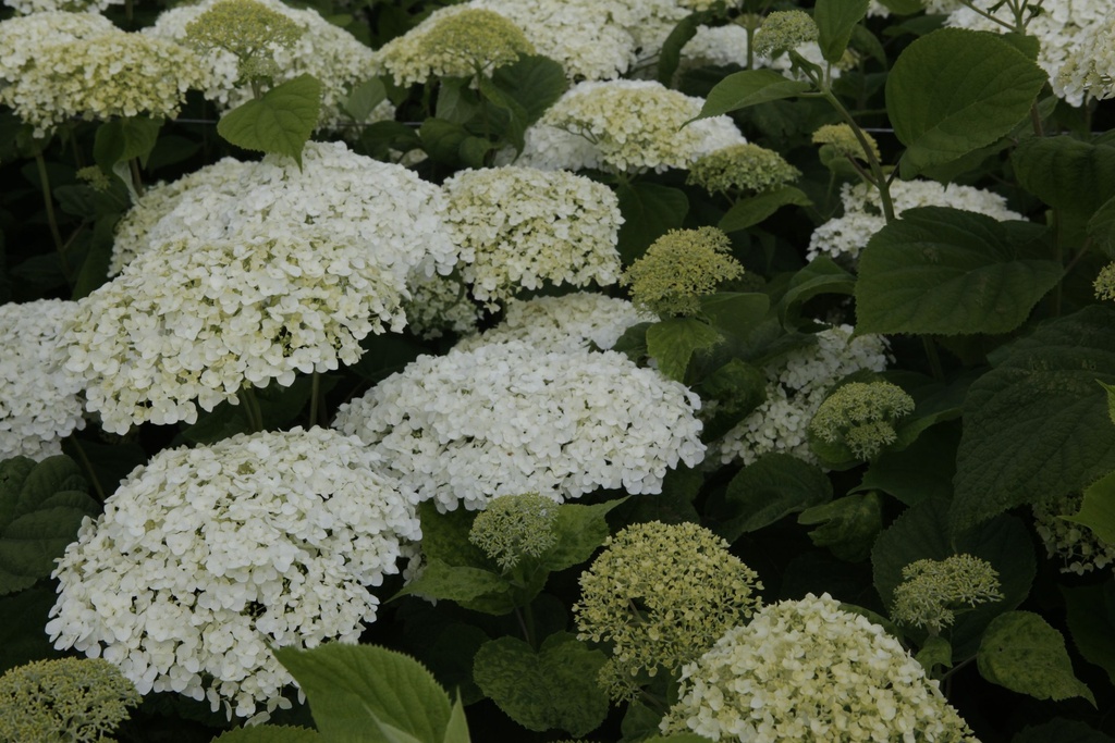HYASANNA_20130711114402_xlarge.jpeg