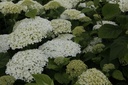 HYASANNA_20130711114402_xlarge.jpeg