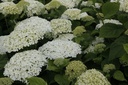 HYASANNA_20130711114350_xlarge.jpeg