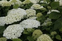 HYASANNA_20130711114346_xlarge.jpeg