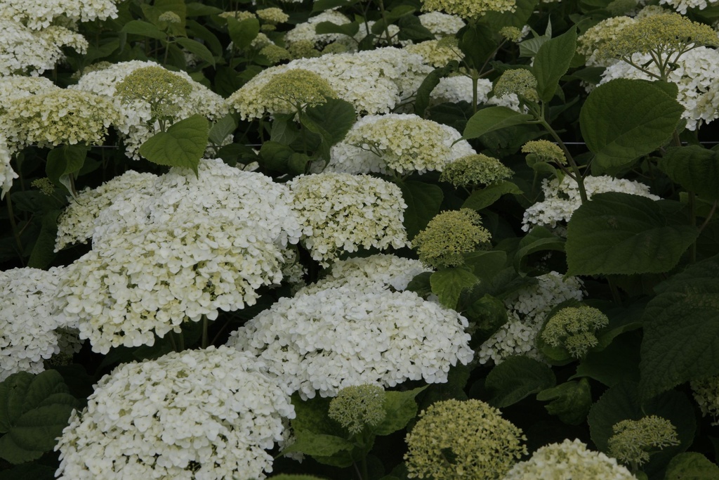 HYASANNA_20130711114329_xlarge.jpeg