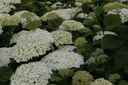 HYASANNA_20130711114329_xlarge.jpeg