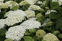 HYASANNA_20130711114319_xlarge.jpeg