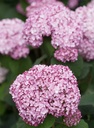 HYASWANN_20140715143915_xlarge.jpeg