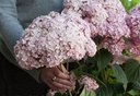 HYASWANN_20140613161524_xlarge.jpeg