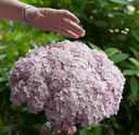 HYASWANN_20140613161003_xlarge.jpeg