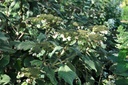 HYASARGE_20160624140313_xlarge.jpeg