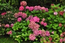 HYMALPEN_20160624141132_xlarge.jpeg