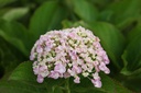 HYMAYESH_20120911163751_xlarge.jpeg