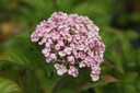 HYMAYESH_20120911163537_xlarge.jpeg