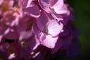 HYMBROSE_20200805141934_xlarge.jpeg