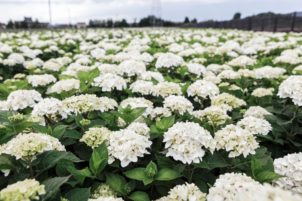 HYMESBRI_20170706155455 3_xlarge.jpeg