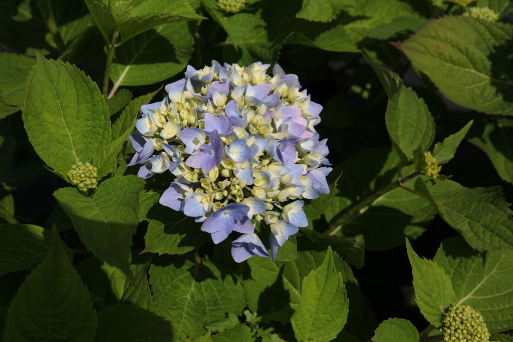 HYMESBRI_20160624132211_xlarge.jpeg