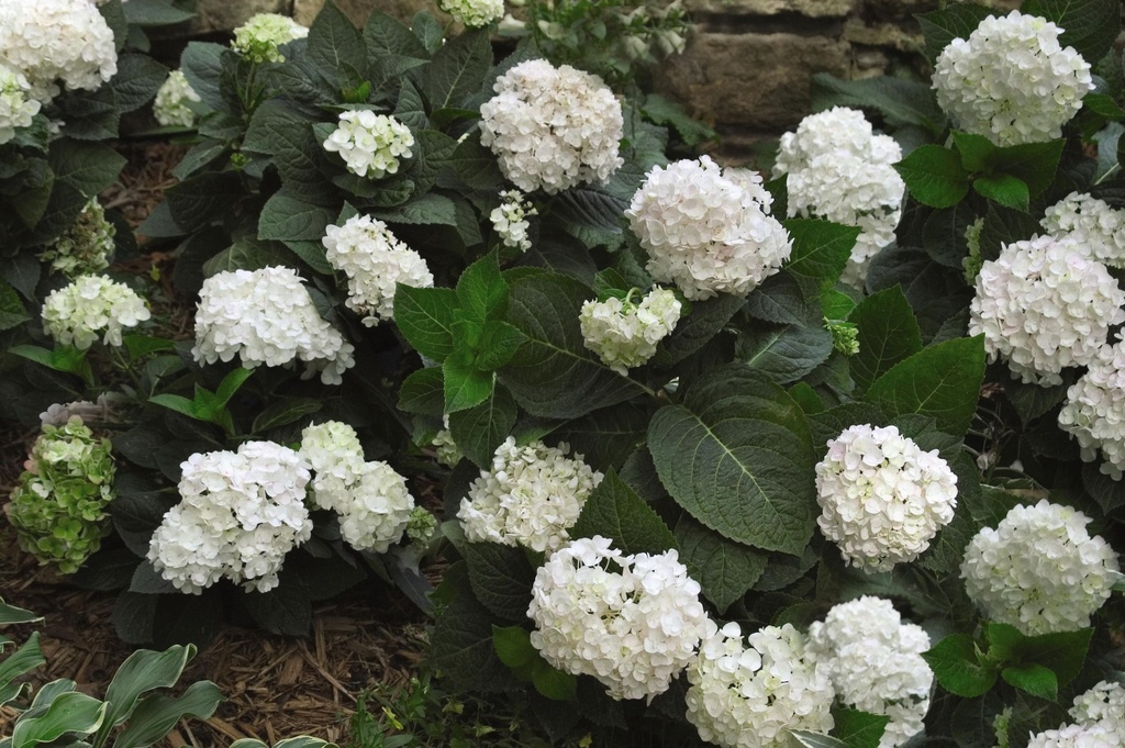 HYMESBRI_20150623095720_xlarge.jpeg
