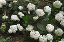 HYMESBRI_20150623095720_xlarge.jpeg