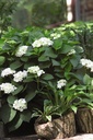 HYMESBRI_20150623095719_xlarge.jpeg