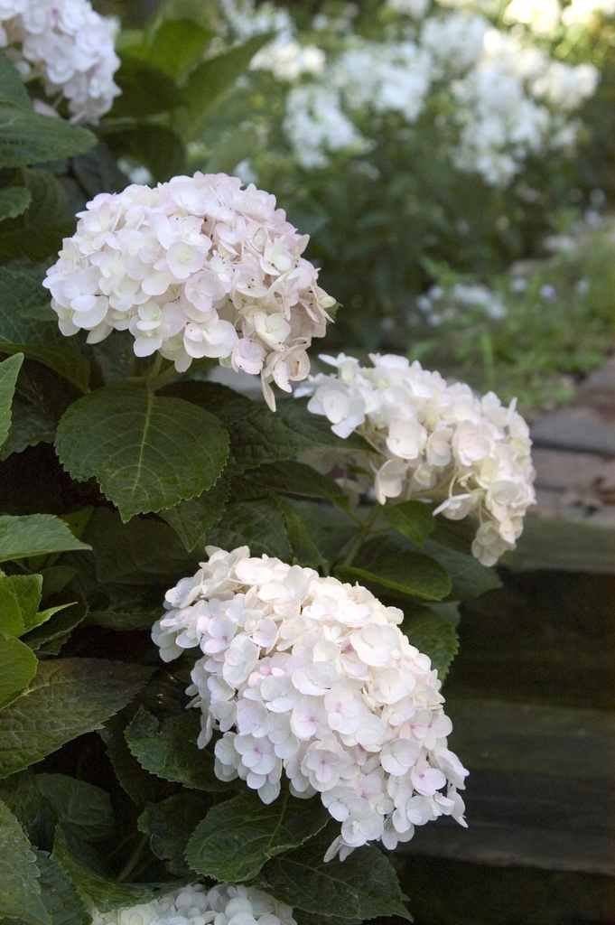 HYMESBRI_20150623095708_xlarge.jpeg