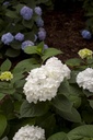 HYMESBRI_20130805084359_xlarge.jpeg