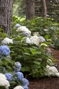 HYMESBRI_20130805081604_xlarge.jpeg