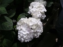HYMESBRI_20040428140509_xlarge.jpeg
