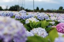 HYMESORI_20170706155648 2_xlarge.jpeg