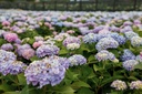 HYMESORI_20170706155612 2_xlarge.jpeg