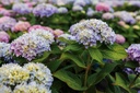 HYMESORI_20170706155600 2_xlarge.jpeg