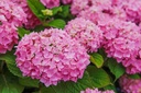 HYMESORI_20170706155336 2_xlarge.jpeg