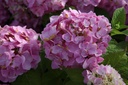 HYMESORI_20160726082837_xlarge.jpeg
