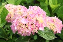 HYMESORI_20160708082049_xlarge.jpeg