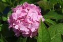 HYMESORI_20160624131338_xlarge.jpeg