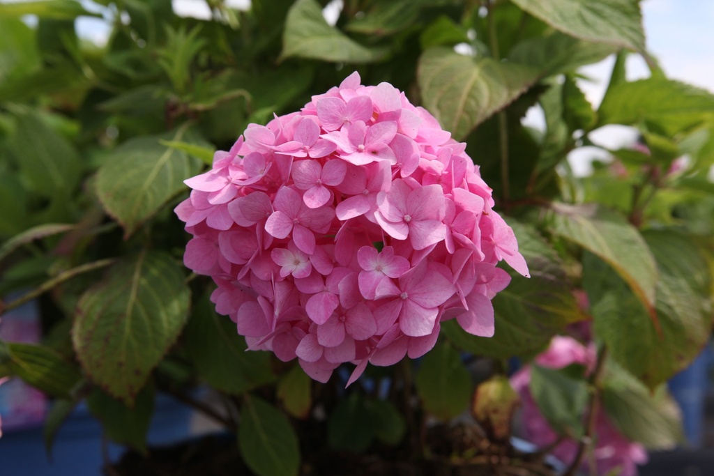 HYMESORI_20160624131320_xlarge.jpeg