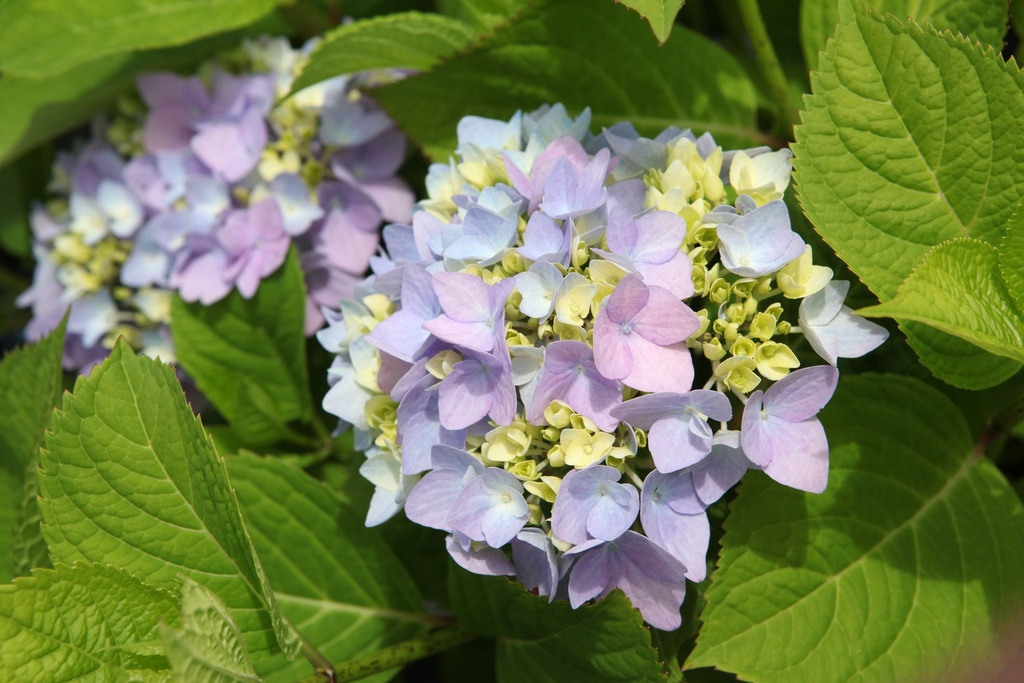 HYMESORI_20160622124409_xlarge.jpeg