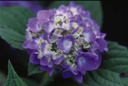 HYMESORI_20150623100854_xlarge.jpeg