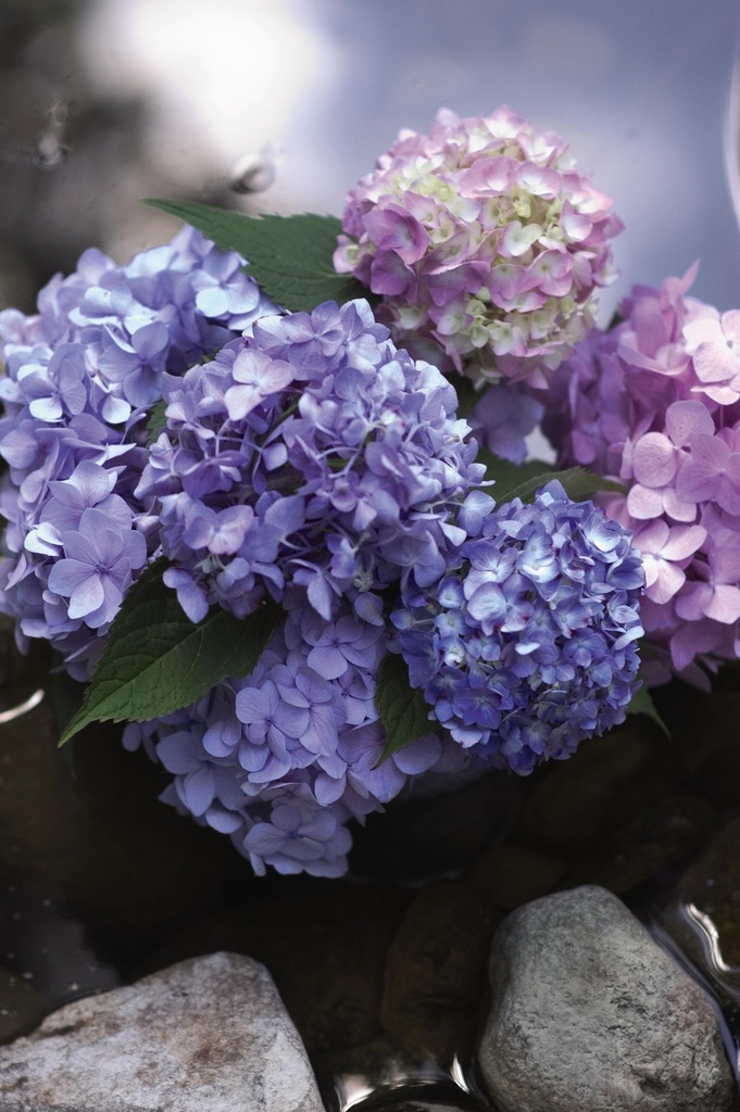 HYMESORI_20150623100853_xlarge.jpeg