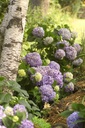 HYMESORI_20150623100848_xlarge.jpeg
