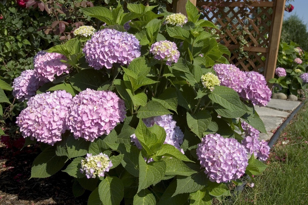 HYMESORI_20150623100847_xlarge.jpeg
