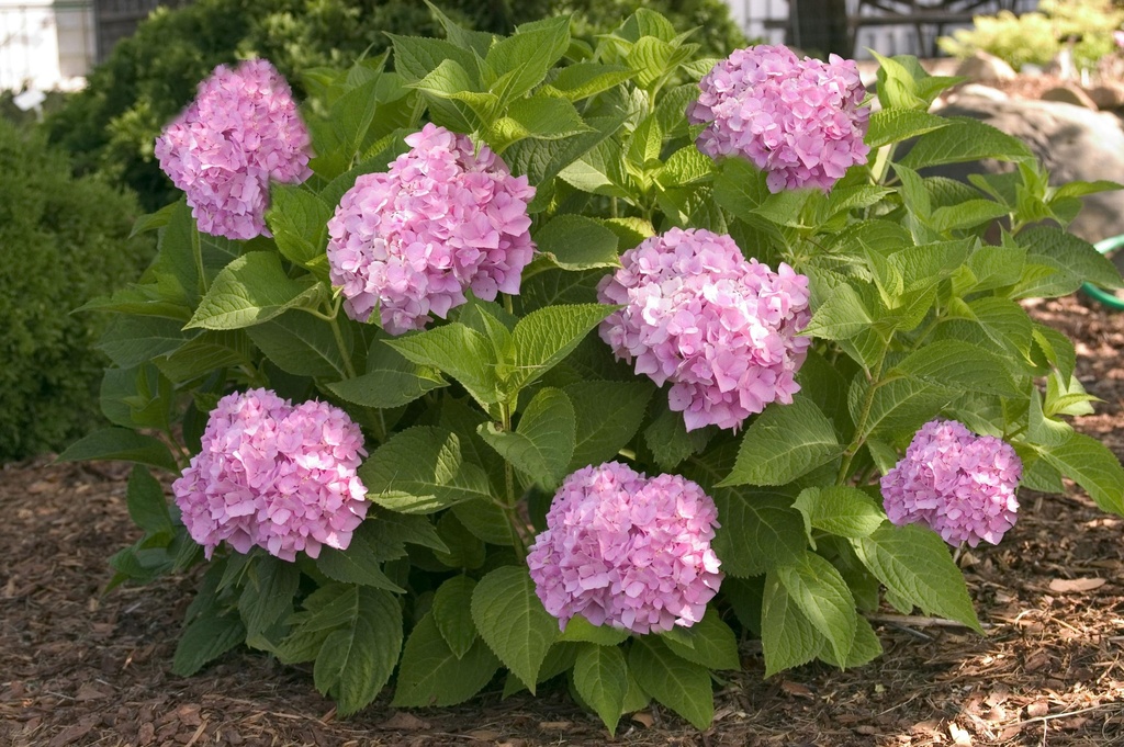 HYMESORI_20150623100846_xlarge.jpeg