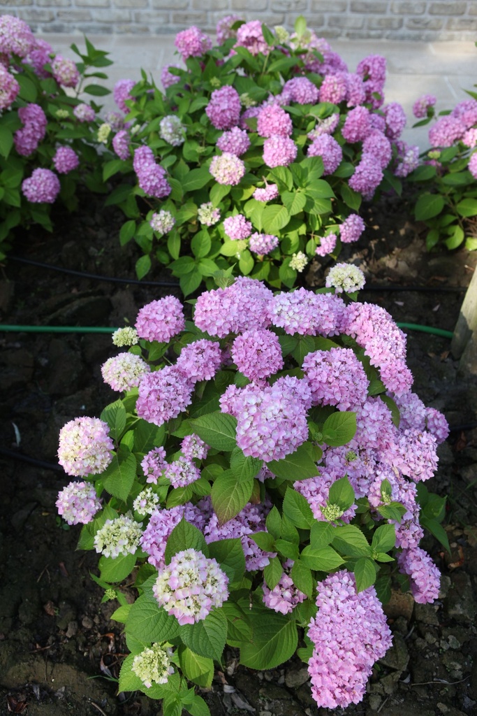 HYMESORI_20110609181907_xlarge.jpeg